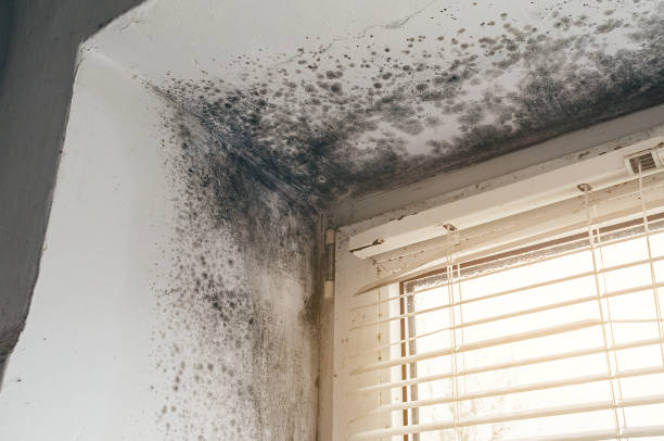 Trusted Commercial Mold Remediation service in Garland, NC - Cheap Mold Removal